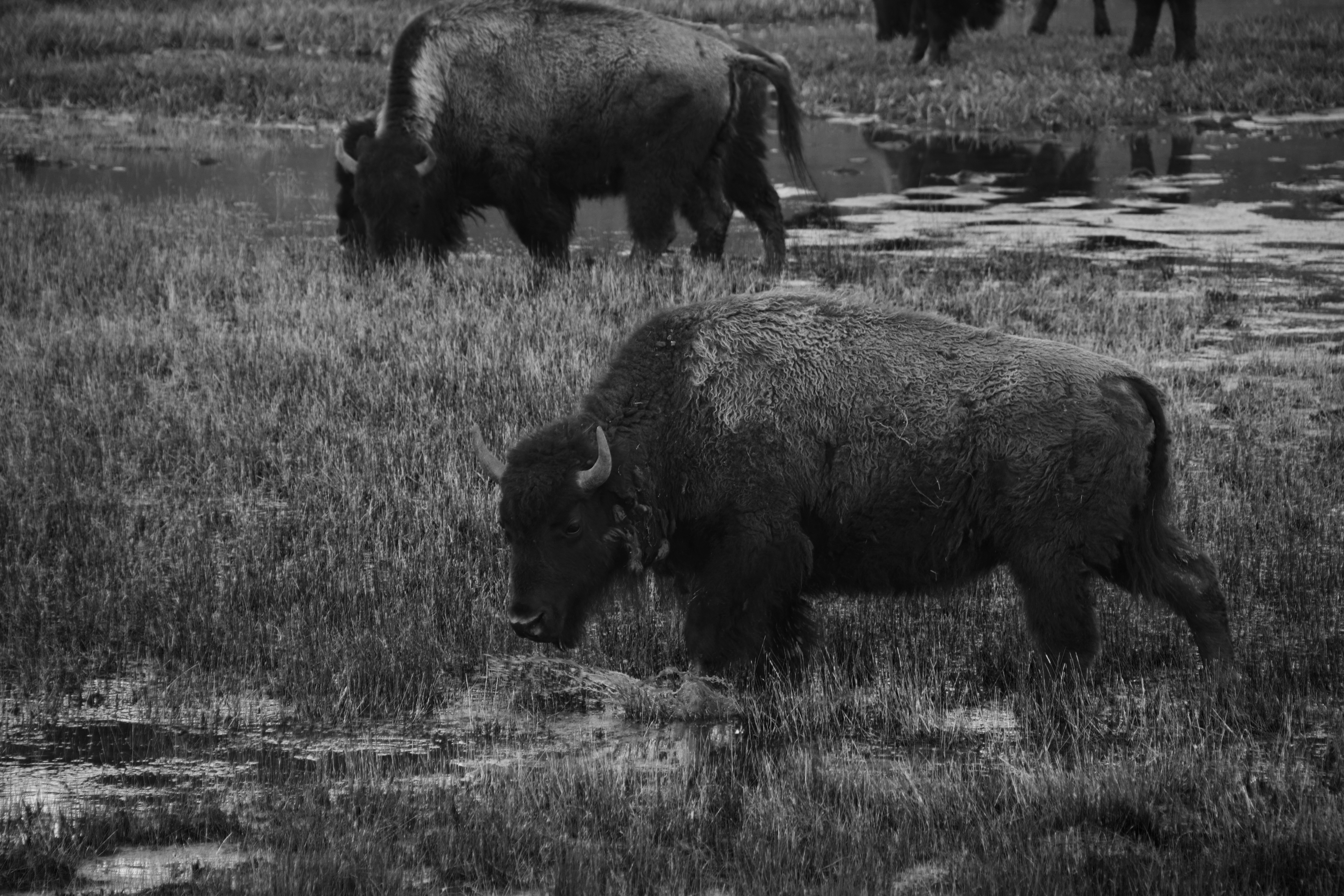 Buffalo landscape